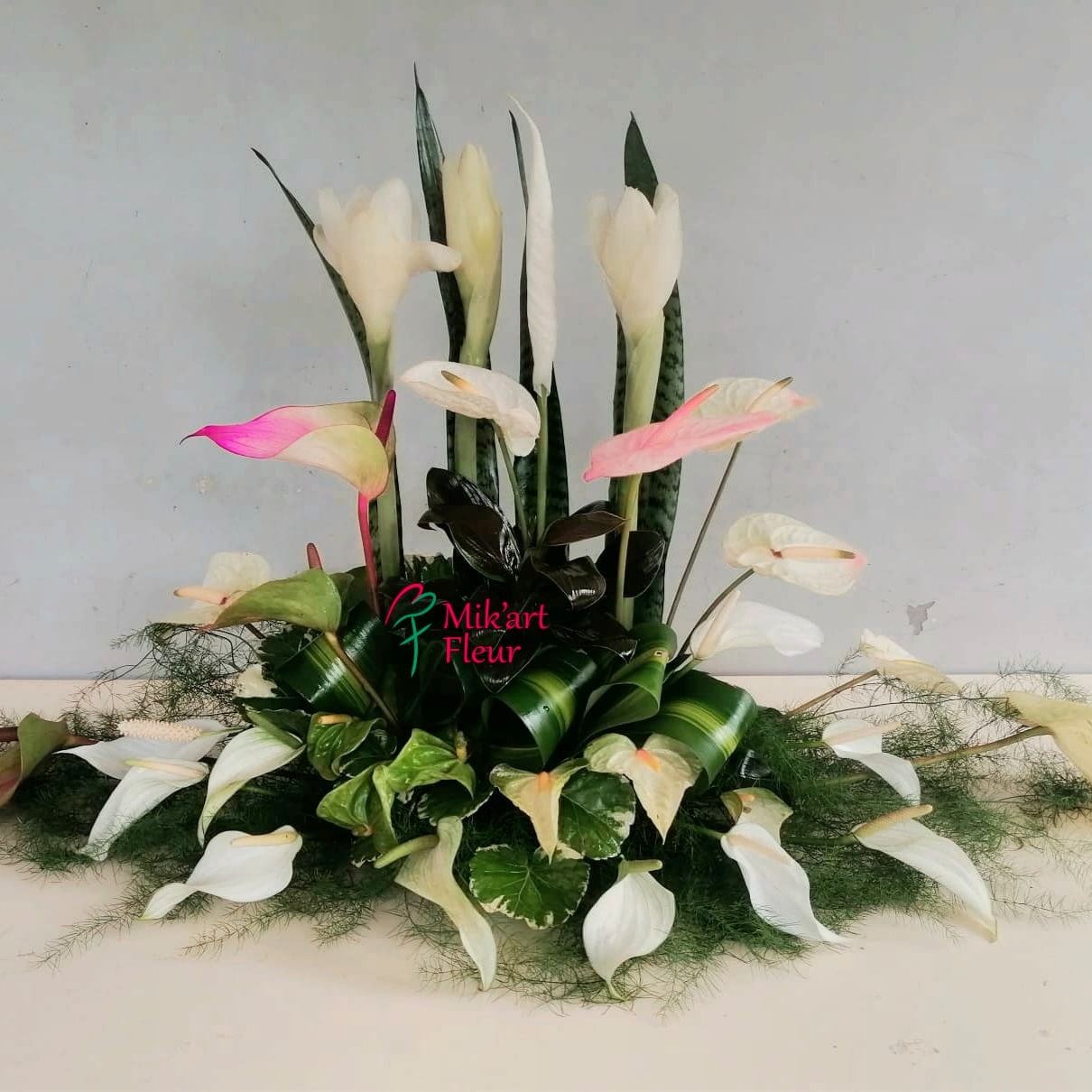 Anthurium, Spathiphylum, plantes dépolluantes.