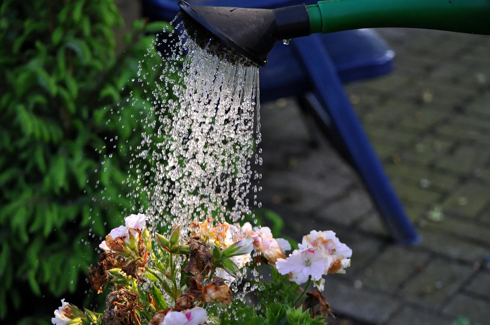 water-grass-branch-plant-lawn-flower-1036623-pxhere.com